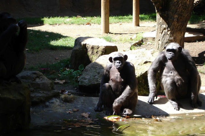 Parc de la Ciutadella Zoo Barcelona
