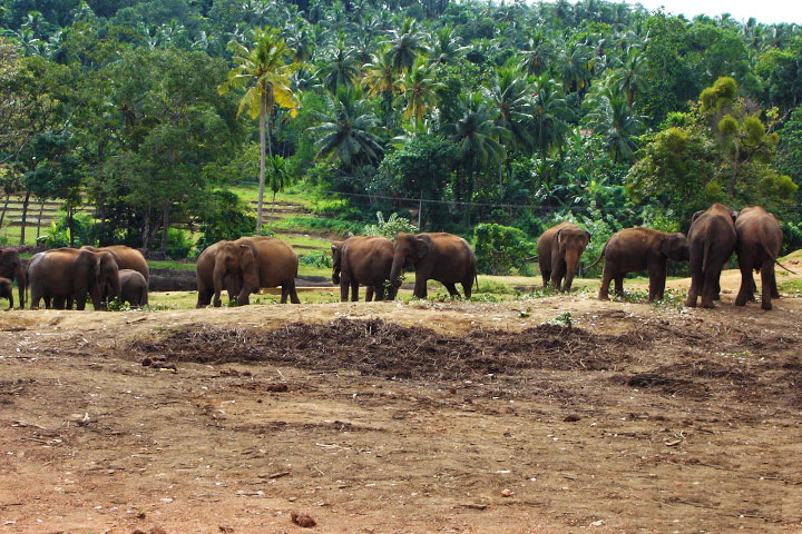 Pinnawela Elephant Orphanage
