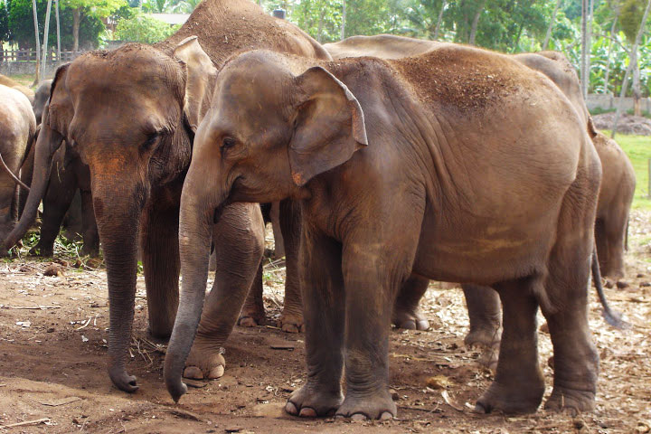 Pinnawela Elephant Orphanage