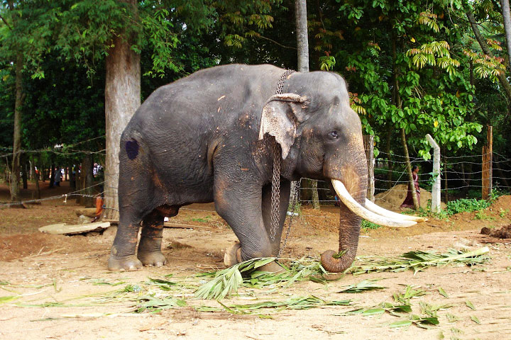 Pinnawela Elephant Orphanage