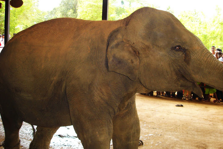 Pinnawela Elephant Orphanage