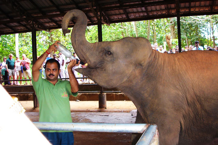 Pinnawela Elephant Orphanage