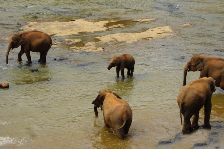 Pinnawela Elephant Orphanage