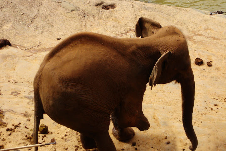 Pinnawela Elephant Orphanage