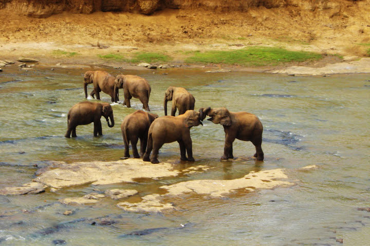 Pinnawela Elephant Orphanage