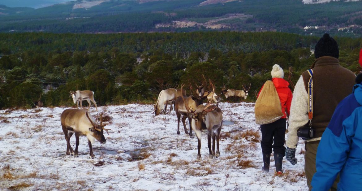Feeding Reindeer in Scotland