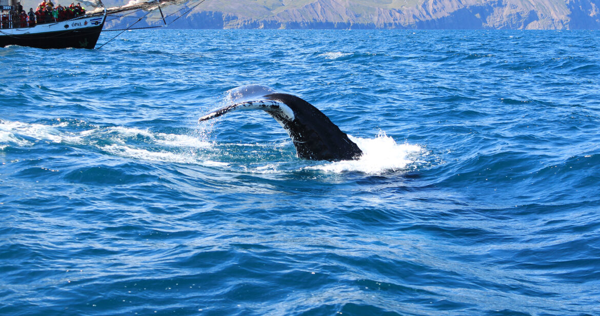 Whale tail flipping out of the water near a whale spotting boat