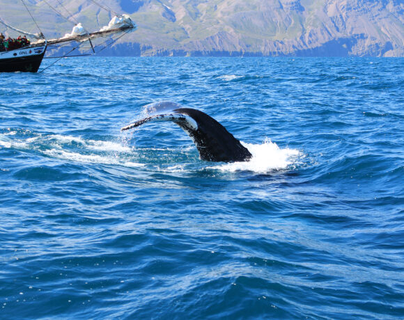 Whale tail flipping out of the water near a whale spotting boat