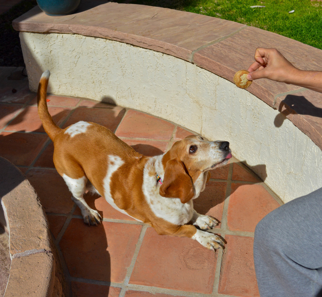 whole wheat dog treats