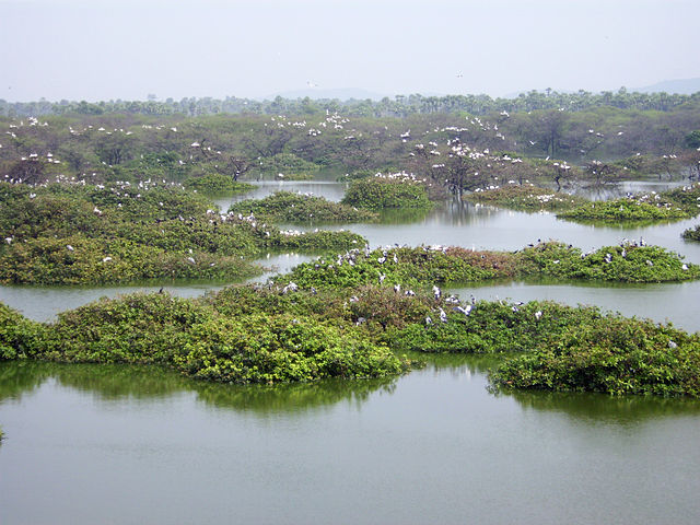 Vedanthangal Bird Sanctuary