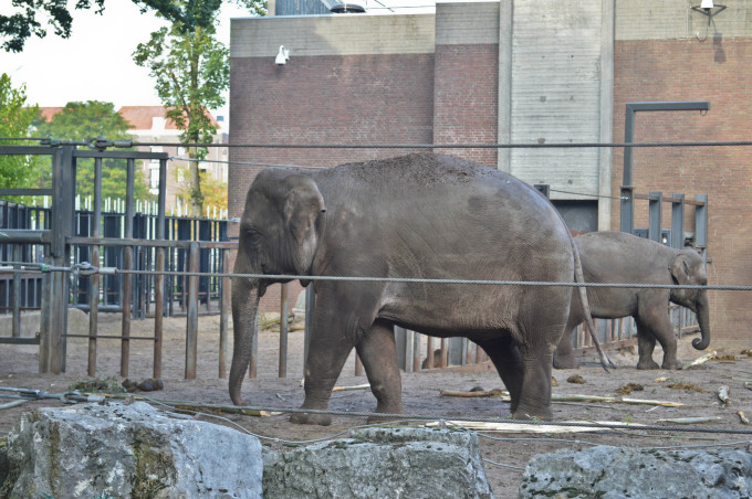 Amsterdam Artis Zoo