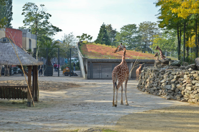 Exploring Amsterdam Artis Zoo