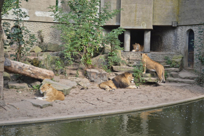 Amsterdam Artis Zoo