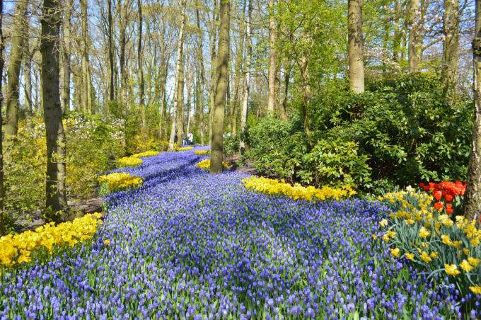 Keukenhof Gardens