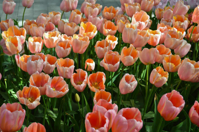 Keukenhof Gardens