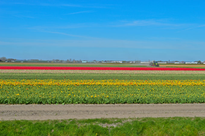 Keukenhof Gardens