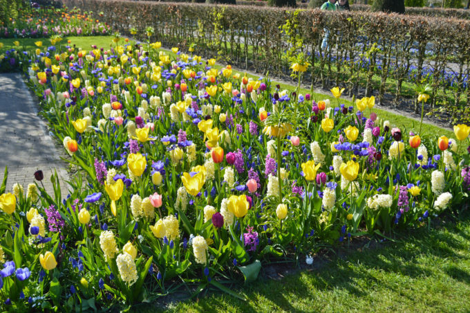 Keukenhof Gardens