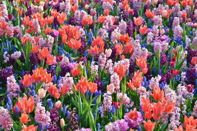 Keukenhof Gardens