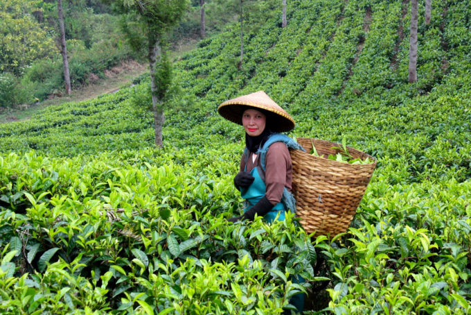 Malabar Tea Plantation