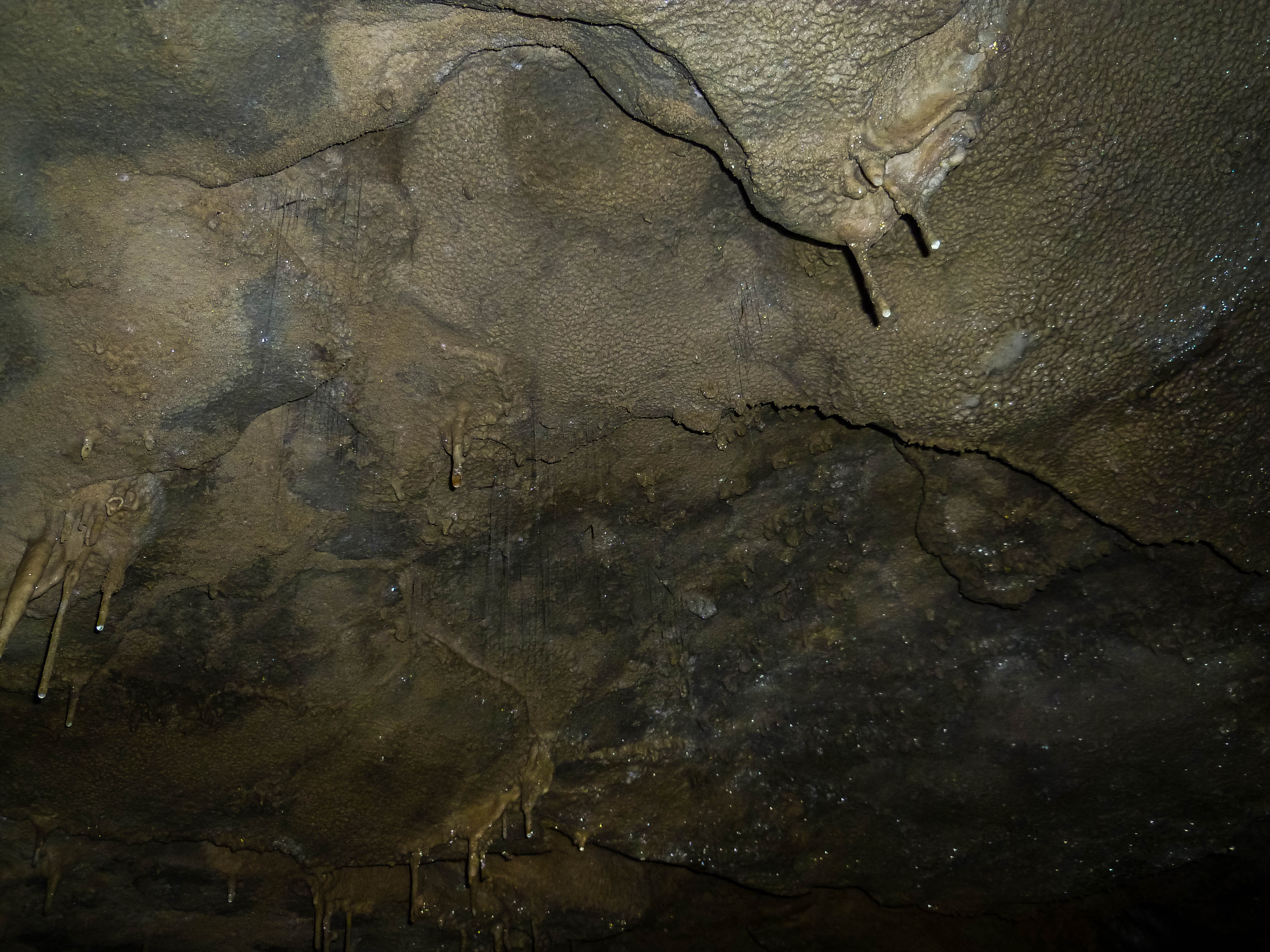 Glowworm caves in Waitomo