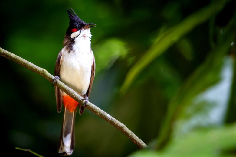 A bird photographed at Jurying Bird Park