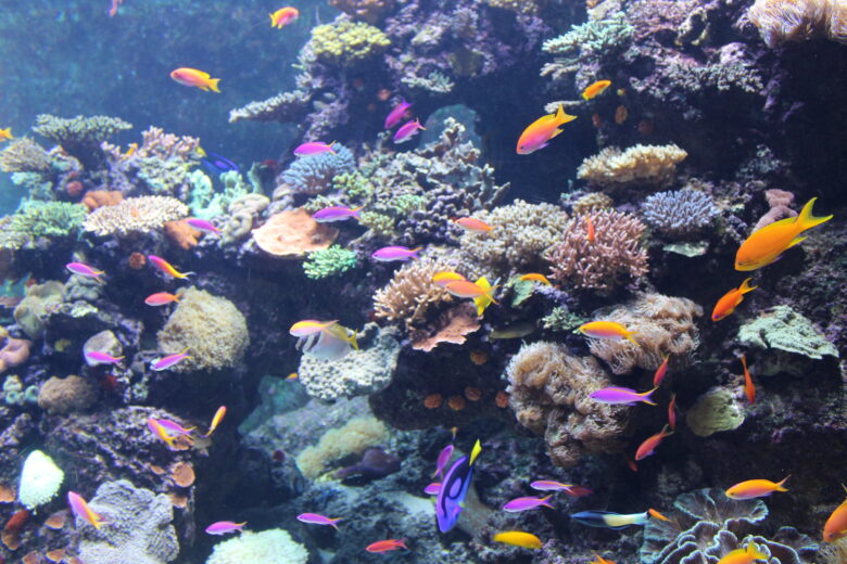 Colourful fish in an aquarium