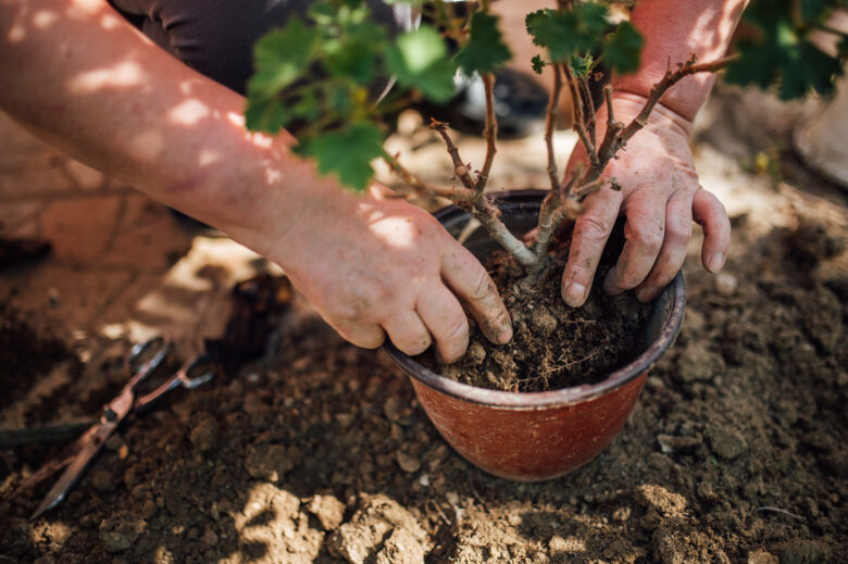 Hands planting a tree in a pot
