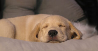 puppy sleeping on soft cushion