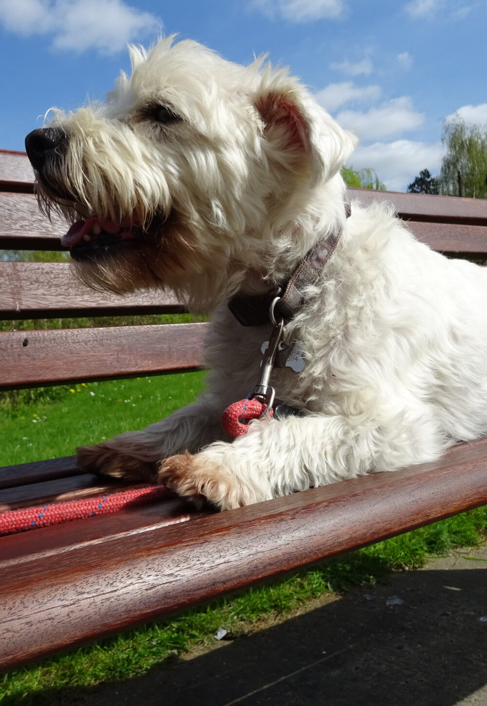 cute dog relaxing on a park bench