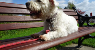 cute dog relaxing on a park bench