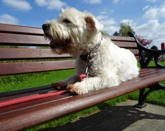 cute dog relaxing on a park bench