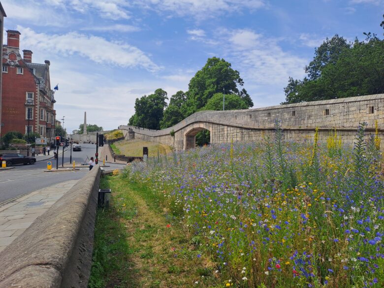 Stretch of the York City Walls with wildflowers growing alongside them