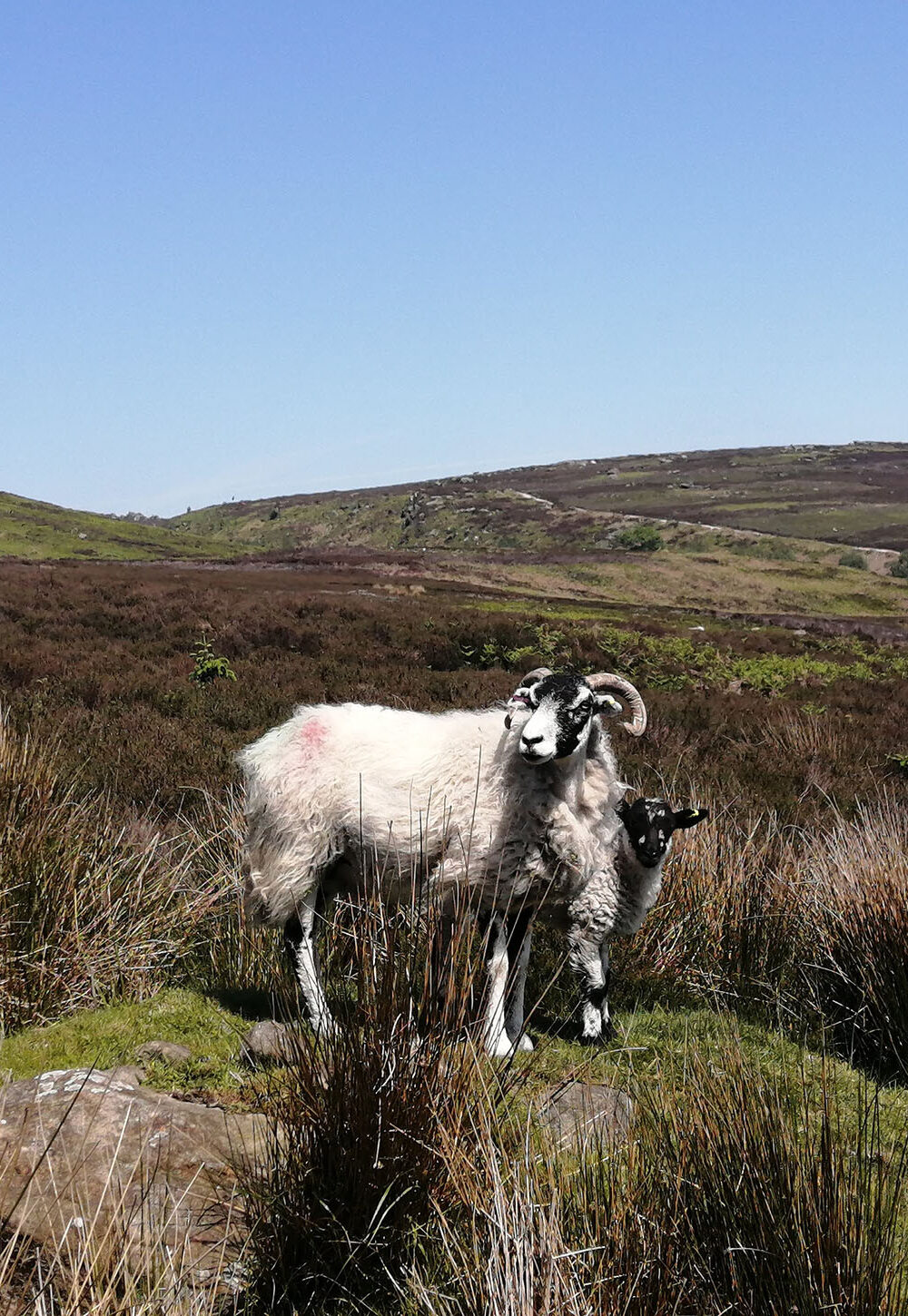 A ram and her baby in the hills of the Yorkshire Dales