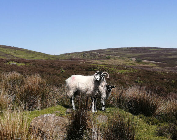A ram and her baby in the hills of the Yorkshire Dales