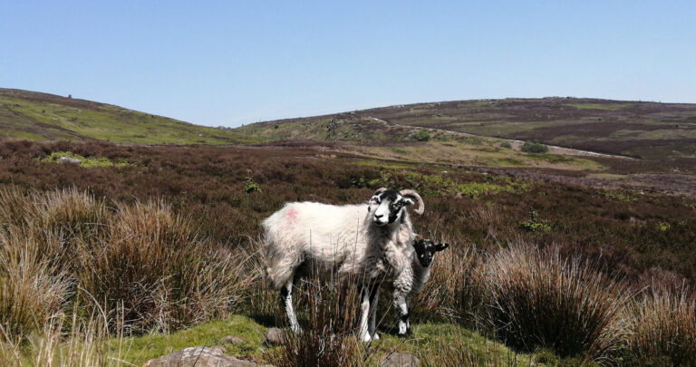 A ram and her baby in the hills of the Yorkshire Dales
